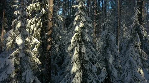 Forest in snow in sun. Spruces after snowfall. Branches of fir trees under snow Stock Footage 257066350