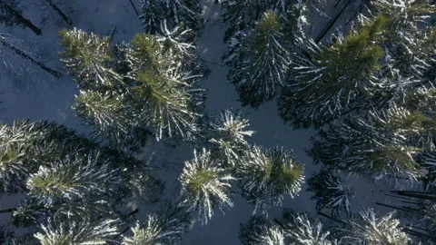 Forest in snow. Top down aerial view. Wind blows snow from fir trees. Trees are Stock Footage 240087335