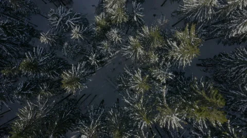 Forest in snow. Top down aerial view. Tree branches in snow. Coniferous forest Stock Footage 242539764