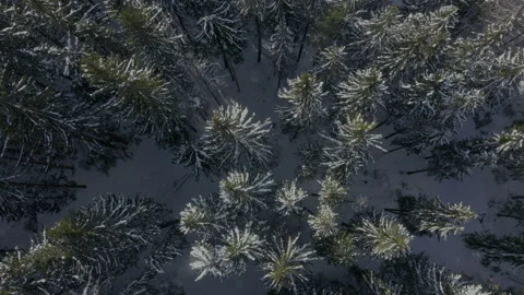 Forest in snow. Top down aerial view to trees. Trees are swaying. Wind blows Stock Footage 255155490