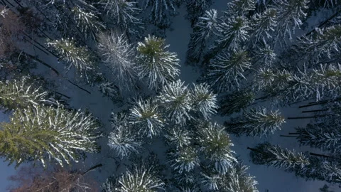 Forest in snow. Top down aerial view on wood in winter. Coniferous forest after Stock Footage 257050840