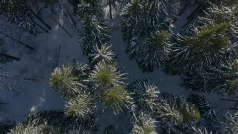 Forest in snow. Top down aerial view. Trees are swaying. Wind blows snow from Stock Footage 260242682