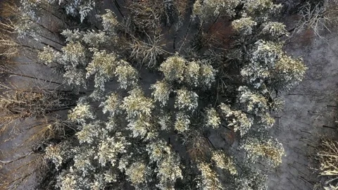 Forest in the snow. Top-down view. View from the copter. The tops of the trees Stock Footage 148354788