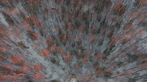 Forest in snow. Top-down view. Aerial view. Rotation effect. Firs and birches Stock Footage 165952954