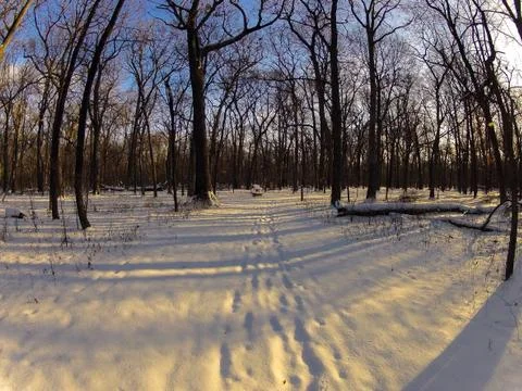 The forest snow trail Stock Photos