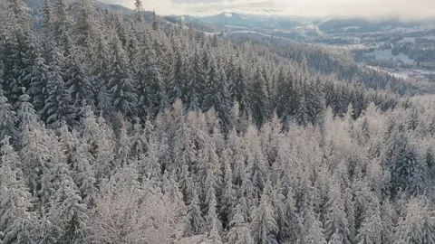Forest snow tree nature beautiful sun branch background view down aerial Stock Footage 256642882