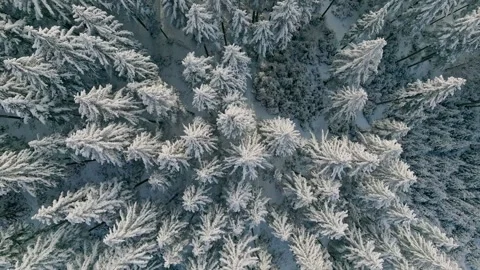 Forest snow tree nature beautiful sun branch background view down aerial 스톡 동영상 256642953