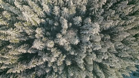 Forest snow tree nature beautiful sun branch background view down aerial Stock Footage 256650352