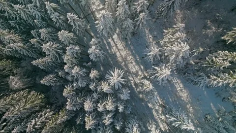 Forest snow tree nature beautiful sun branch background view down aerial 動画素材 256651372