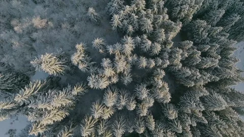 Forest snow tree nature beautiful sun branch background view down aerial Stock Footage 256651937