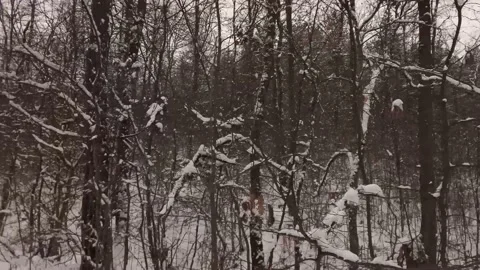 Forest with snow in winter Stock Footage 148442397
