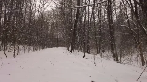Forest with snow in winter Stock Footage 148442414
