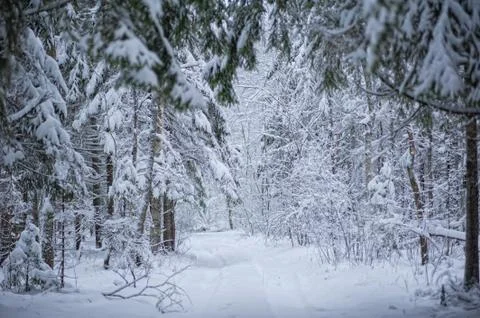 Forest in the snow. winter Stock Photos