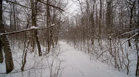 Forest with snow in winter Stock Photos