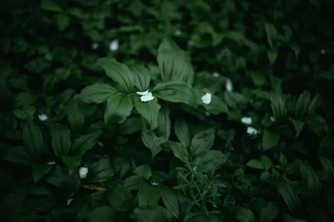 Forest snowdrop flower in the spring in the forest Stock Photos