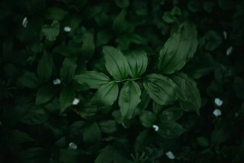 Forest snowdrop flower in the spring in the forest Stock Photos