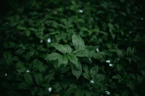 Forest snowdrop flower in the spring in the forest Stock Photos