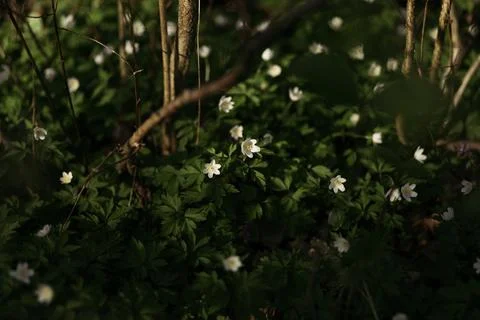 Forest snowdrop flower in the spring in the forest Stock Photos