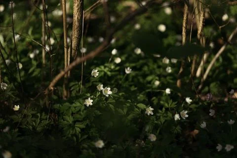 Forest snowdrop flower in the spring in the forest Stock Photos
