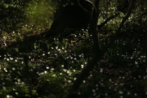 Forest snowdrop flower in the spring in the forest Stock Photos