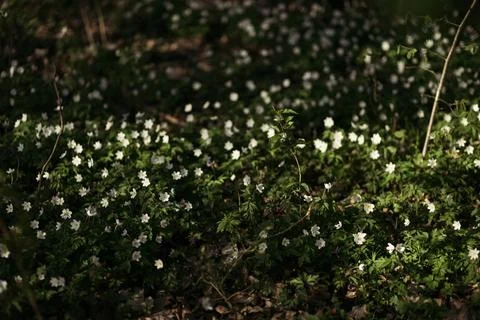 Forest snowdrop flower in the spring in the forest Stock Photos