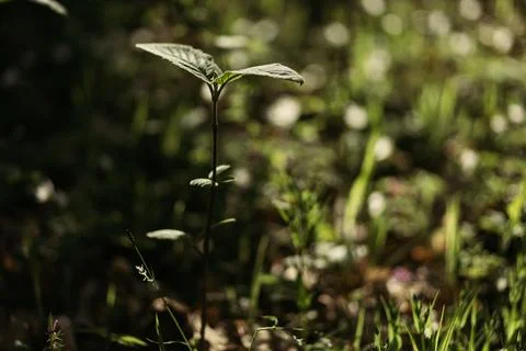 Forest snowdrop flower in the spring in the forest Stock Photos