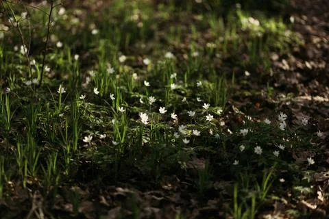 Forest snowdrop flower in the spring in the forest Stock Photos