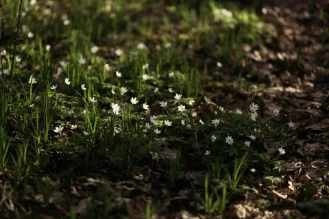 Forest snowdrop flower in the spring in the forest Stock Photos