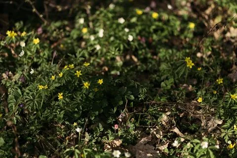 Forest snowdrop flower in the spring in the forest Stock Photos