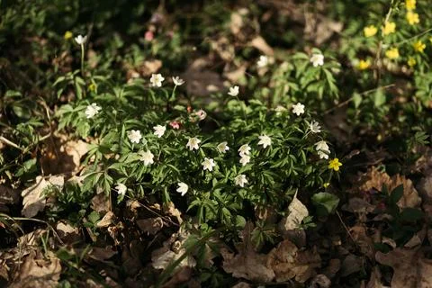 Forest snowdrop flower in the spring in the forest Stock Photos
