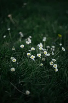 Forest snowdrop flower in the spring in the forest Foto stock