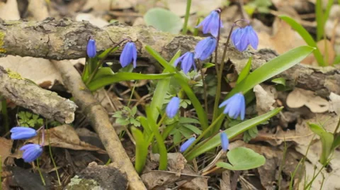 Forest snowdrop. HD slider shot. Stock Footage 2735669