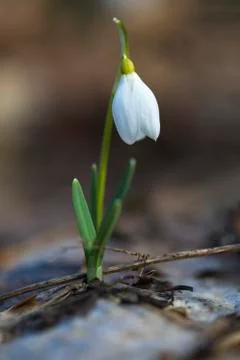 Forest Snowdrop Stock Photos