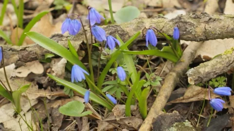 Forest snowdrop. slow motion HD slider shot. Stock Footage 2773402