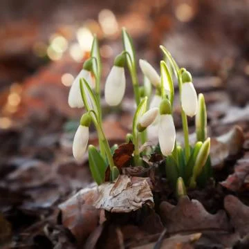 Forest snowdrops Stock Photos