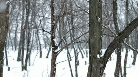 Forest Snowfall Stock Footage 10827625
