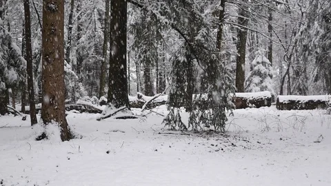 Forest Snowfall Video stock 87303171