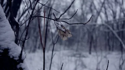 Forest snowfall - seed pod blowing on branch Stock Footage 22026990