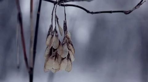 Forest snowfall - seed pod blowing on branch, close-up Stock Footage 22027117