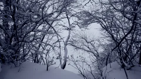 Forest snowfall - snow coating branches overlooking lake Stock Footage 22026983