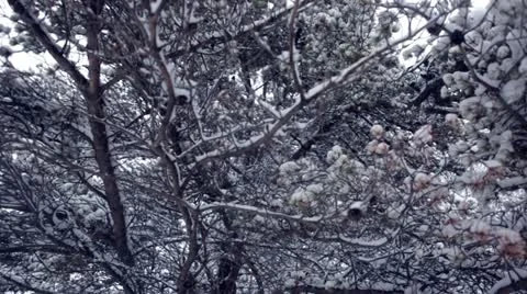 Forest snowfall - Vigorous wind shakes snowy branches Stock Footage 22027619