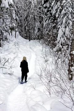 Forest snowshoeing Stock Photos