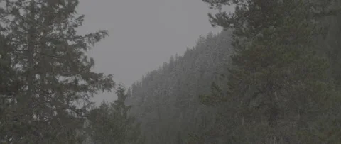 Forest with snowy mountain in the background Stock Footage 247516462