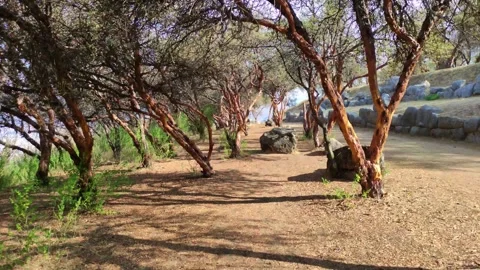 Forest of so called paper trees in Saqsaywaman near Cusco, Peru. Vidéo 288769767