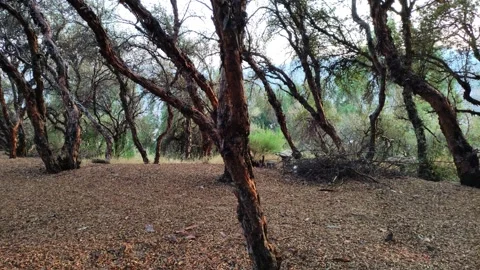 Forest of so called paper trees in Saqsaywaman near Cusco, Peru. 動画素材 288771983
