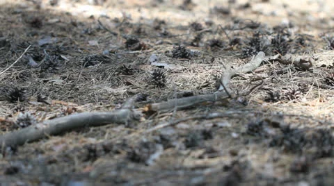 Forest soil with cones and pine needles texture dolly shot, shallow DOF Stockbeeldmateriaal 25440951
