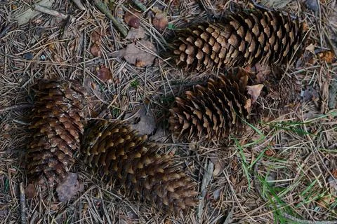 Forest soil with cones and pine needles texture Foto stock