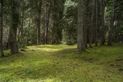 Forest soil covered with gras Stock Photos