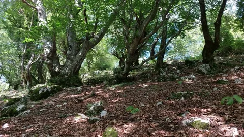 Forest soil with foliage 스톡 동영상 247189515