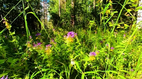 Forest Soil with Grass Stock Footage 220445124